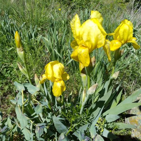 Name:  iris ssen  yellow 2 .jpg
Views: 681
Size:  75.1 KB