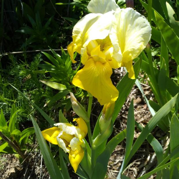Name:  iris ssen  yellow .jpg
Views: 706
Size:  71.2 KB