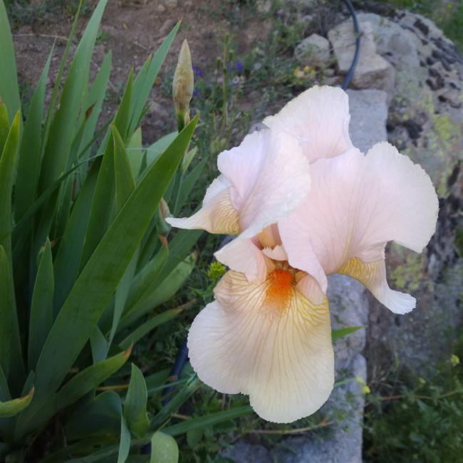 Name:  iris ssen pink .jpg
Views: 761
Size:  51.5 KB