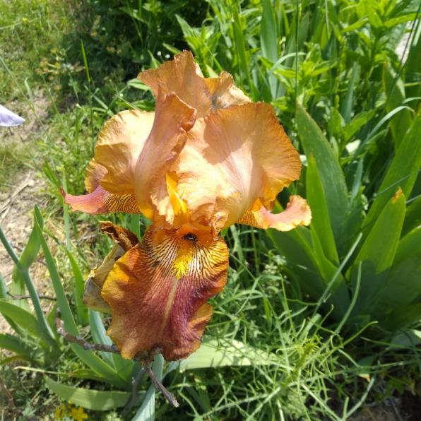 Name:  iris ssen tabus .jpg
Views: 781
Size:  73.1 KB