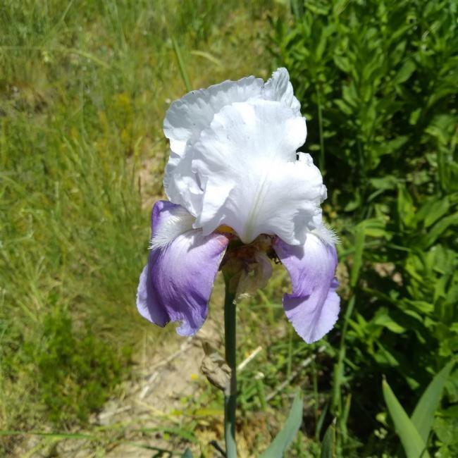 Name:  iris  tabus .jpg
Views: 1098
Size:  62.7 KB