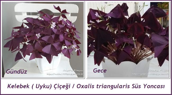 Name:  Oxalis triangularis Ss yoncas.jpg
Views: 1722
Size:  45.3 KB