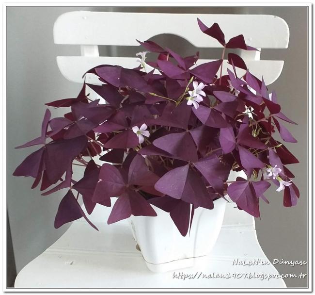 Name:  kelebek-cicegi-Oxalis-triangularis (1).jpg
Views: 2219
Size:  53.2 KB