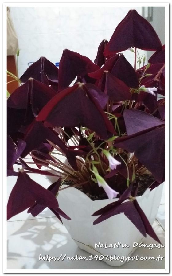 Name:  kelebek-cicegi-Oxalis-triangularis (8).jpg
Views: 2242
Size:  66.1 KB