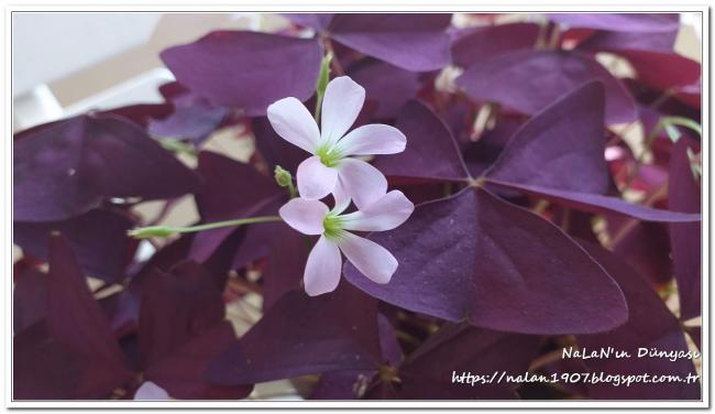 Name:  kelebek-cicegi-Oxalis-triangularis (6).jpg
Views: 1634
Size:  31.6 KB