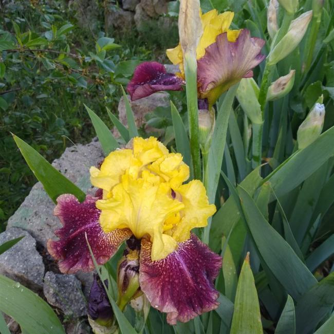 Name:  iris ssen amaryalisbahesi.com 1.jpg
Views: 808
Size:  70.1 KB