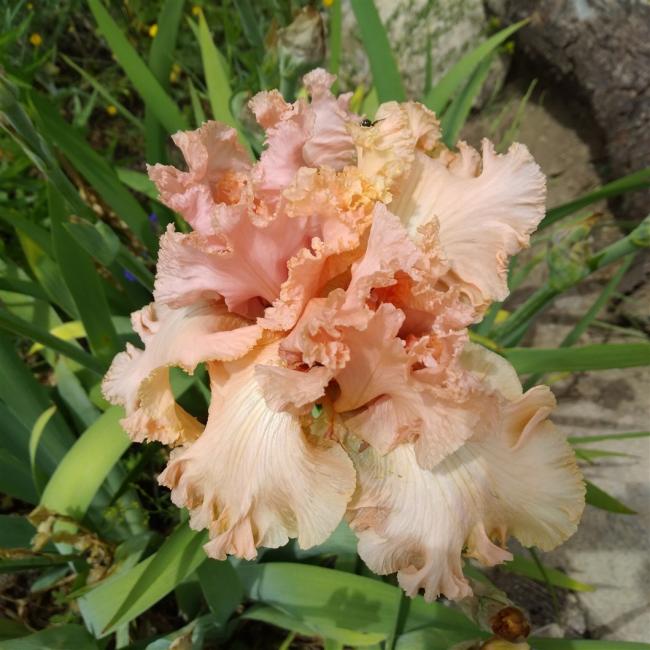 Name:  iris ssen amaryalisbahesi.com pembe.jpg
Views: 670
Size:  61.1 KB