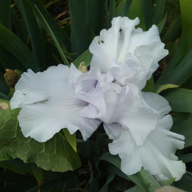 Name:  iris ssen amaryalisbahesi.jpg
Views: 745
Size:  37.9 KB