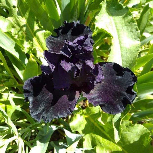Name:  iris ssen black.jpg
Views: 883
Size:  71.4 KB