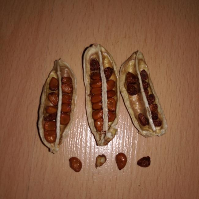 Name:  iris seeds 1.jpg
Views: 714
Size:  44.5 KB