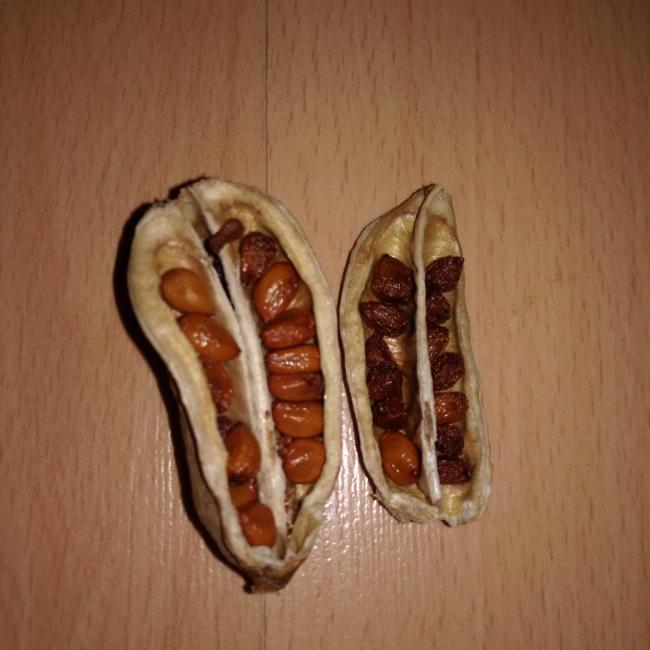 Name:  iris seeds 2.jpg
Views: 821
Size:  45.3 KB
