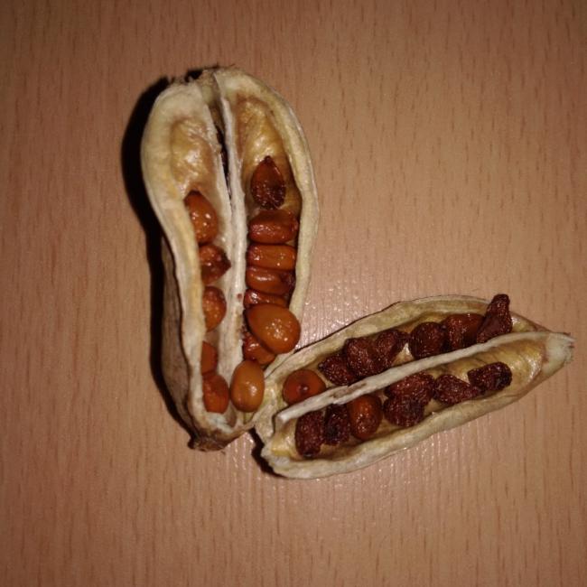 Name:  iris seeds 3.jpg
Views: 584
Size:  47.0 KB