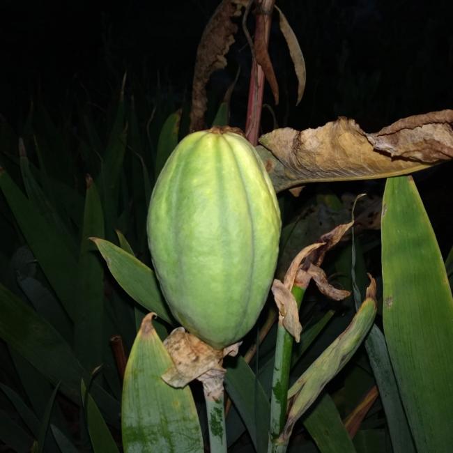 Name:  iris seeds.jpg
Views: 702
Size:  42.3 KB