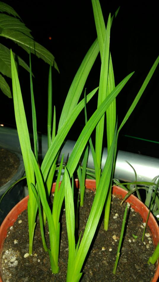 Name:  20190930_195722-2241x3984.jpg
Views: 278
Size:  76.3 KB