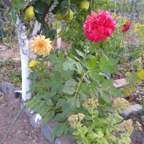 Name:  Dahlia (Yldz iei) tohumdan yetien 2.jpg
Views: 490
Size:  73.1 KB