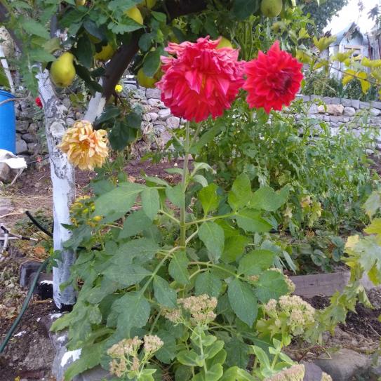 Name:  Dahlia (Yldz iei) tohumdan yetienler 1.jpg
Views: 464
Size:  73.1 KB