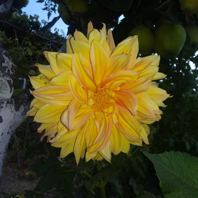 Name:  Dahlia (Yldz iei) tohumdan yetien.jpg
Views: 524
Size:  52.4 KB