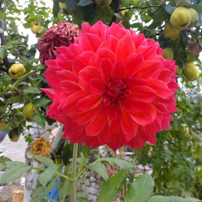 Name:  dahlia yldz iei tohumdan retilen.jpg
Views: 526
Size:  69.4 KB
