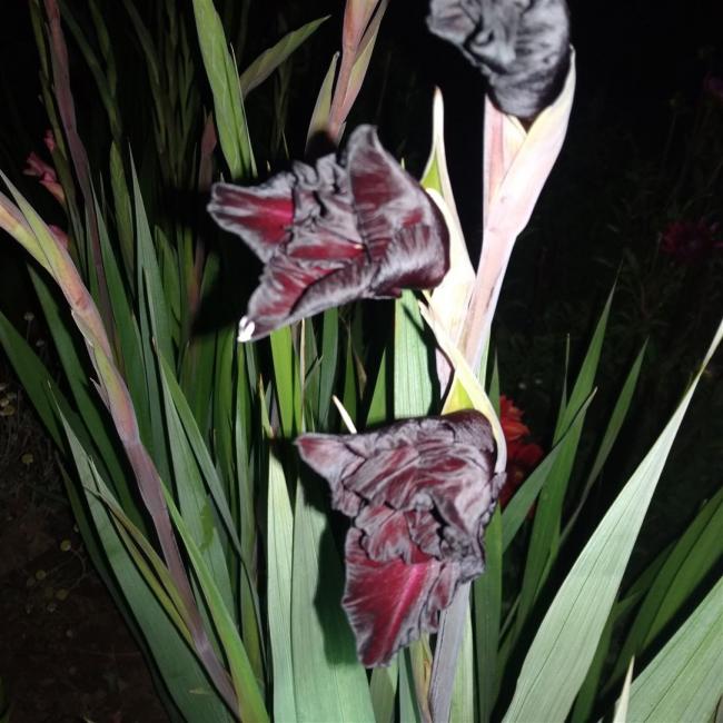 Name:  Glayl, Kl iei (Gladiolus 1.jpg
Views: 767
Size:  61.3 KB