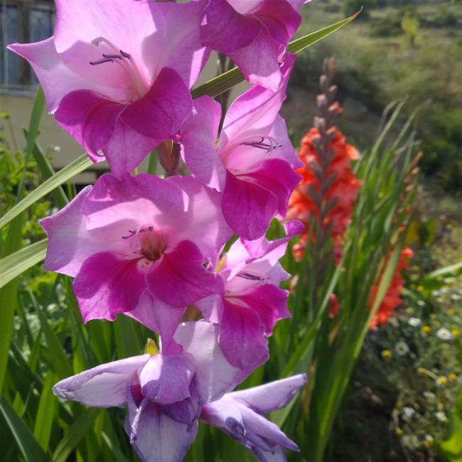 Name:  Glayl, Kl iei (Gladiolus 2.jpg
Views: 1009
Size:  57.0 KB