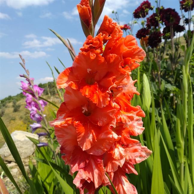 Name:  Glayl, Kl iei (Gladiolus 3.jpg
Views: 1114
Size:  69.9 KB