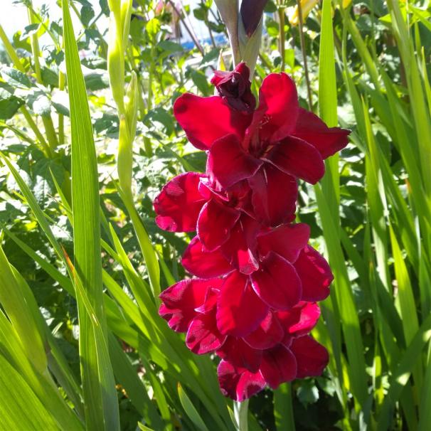 Name:  Glayl, Kl iei (Gladiolus 14.jpg
Views: 908
Size:  72.3 KB