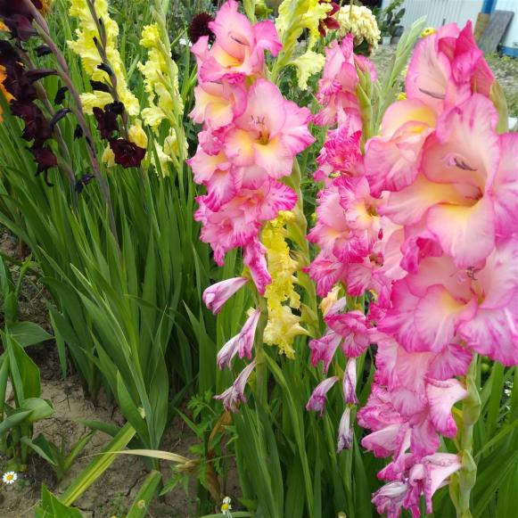 Name:  Glayl, Kl iei (Gladiolus 4.jpg
Views: 990
Size:  73.4 KB