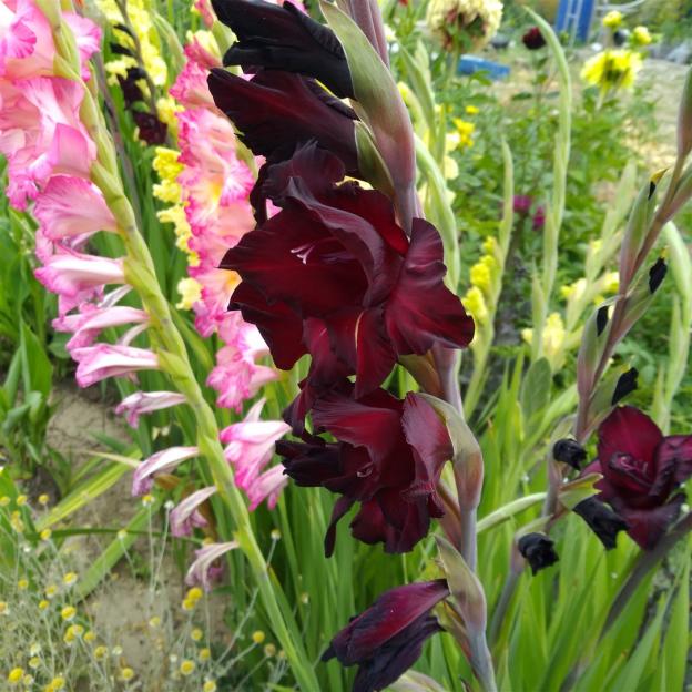 Name:  Glayl, Kl iei (Gladiolus 5.jpg
Views: 1027
Size:  70.7 KB