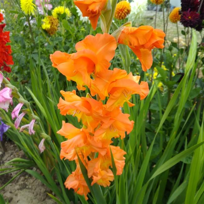 Name:  Glayl, Kl iei (Gladiolus 6.jpg
Views: 954
Size:  69.1 KB