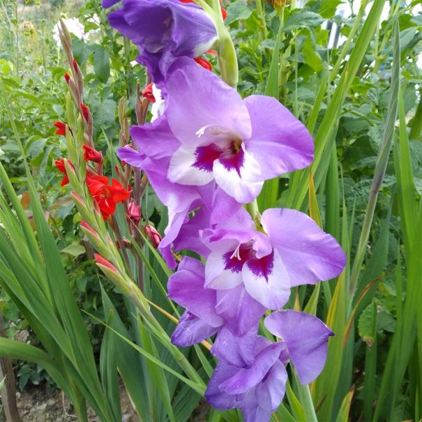 Name:  Glayl, Kl iei (Gladiolus 7.jpg
Views: 970
Size:  71.9 KB