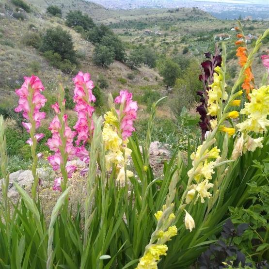 Name:  Glayl, Kl iei (Gladiolus 8.jpg
Views: 764
Size:  73.3 KB