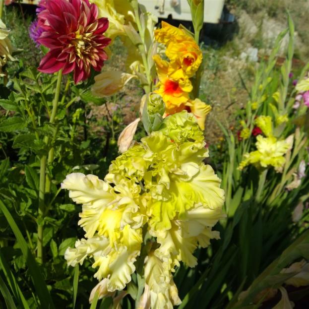 Name:  Glayl, Kl iei (Gladiolus 9.jpg
Views: 916
Size:  71.2 KB