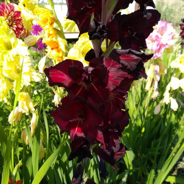 Name:  Glayl, Kl iei (Gladiolus 10.jpg
Views: 976
Size:  71.8 KB