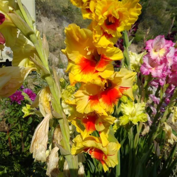 Name:  Glayl, Kl iei (Gladiolus 11.jpg
Views: 1065
Size:  71.5 KB