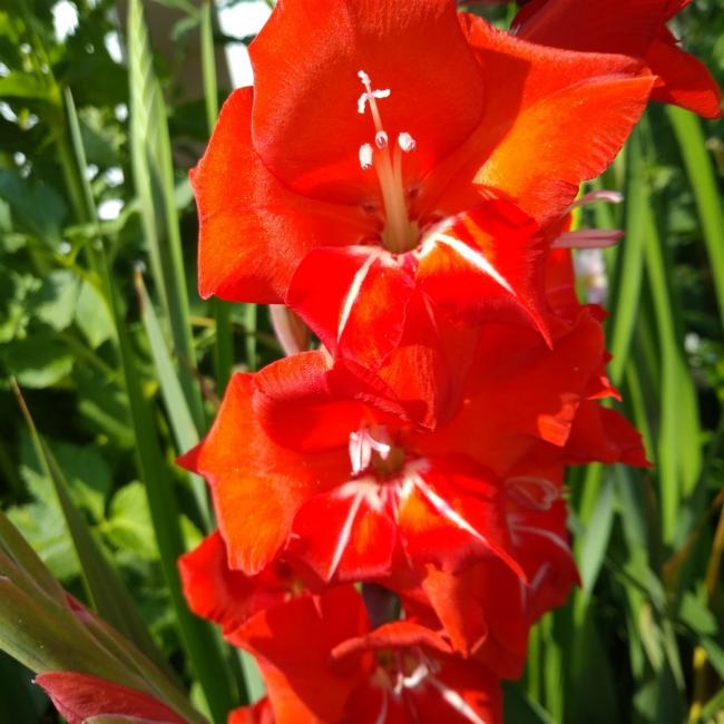 Name:  Glayl, Kl iei (Gladiolus 13.jpg
Views: 868
Size:  54.9 KB