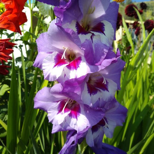 Name:  Glayl, Kl iei (Gladiolus12.jpg
Views: 1191
Size:  65.3 KB