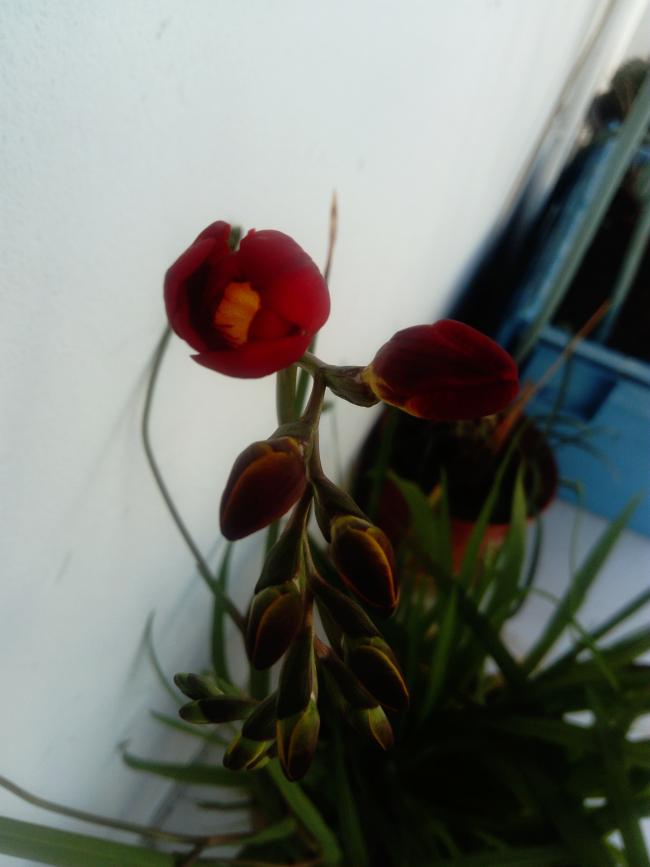 Name:  DSC_1809-min.jpg
Views: 237
Size:  37.3 KB