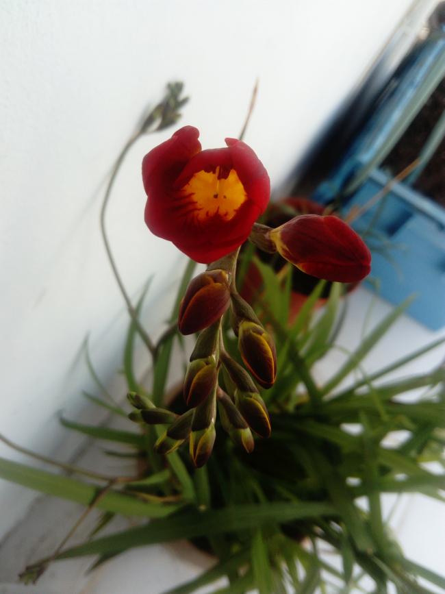 Name:  DSC_1811-min.jpg
Views: 278
Size:  45.6 KB