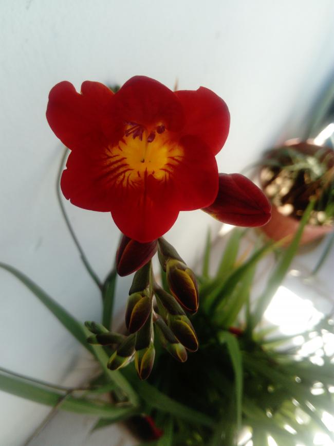 Name:  DSC_1813-min.jpg
Views: 231
Size:  42.1 KB