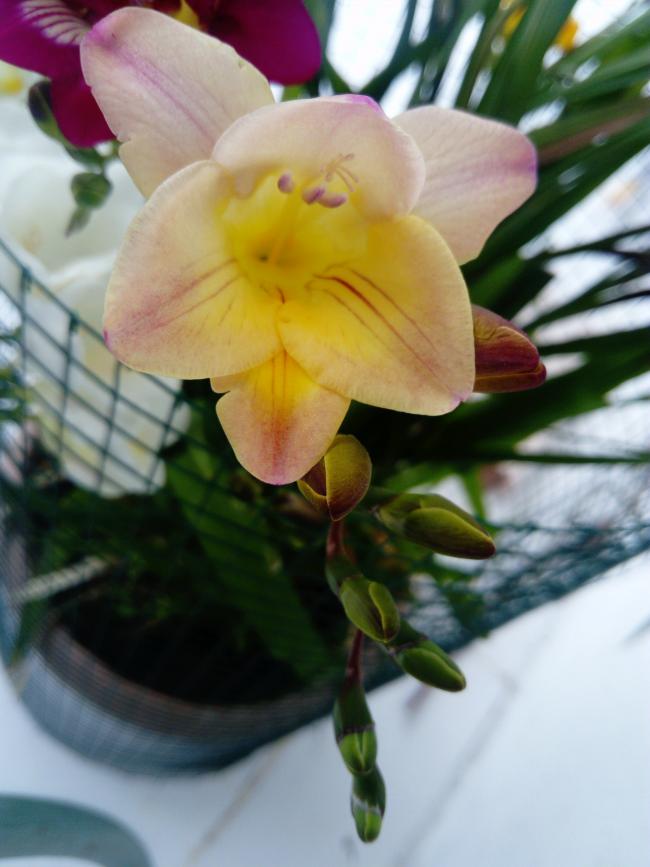 Name:  DSC_1989-min.jpg
Views: 469
Size:  53.4 KB
