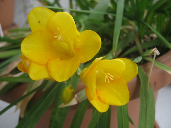 Name:  frezya3.jpg
Views: 558
Size:  61.5 KB