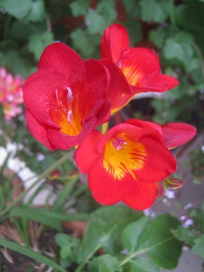 Name:  frezya4.jpg
Views: 476
Size:  26.4 KB