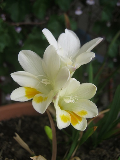 Name:  frezya2.jpg
Views: 515
Size:  55.2 KB