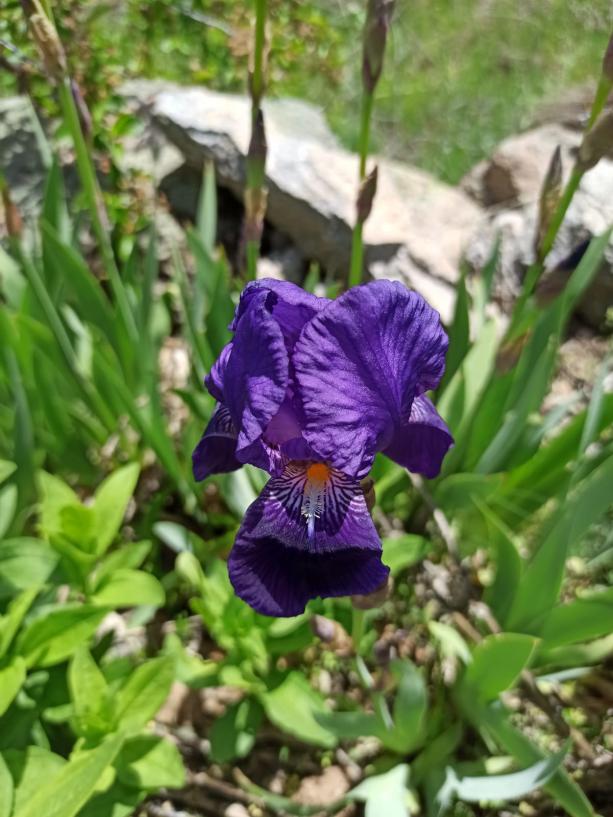 Name:  yabani iris.jpg
Views: 844
Size:  72.6 KB