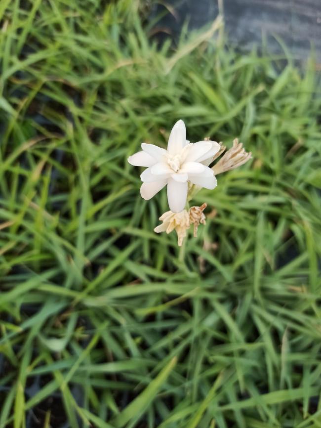 Name:  Smblteber (Polianthes tuberosa) iek.jpg
Views: 986
Size:  65.8 KB