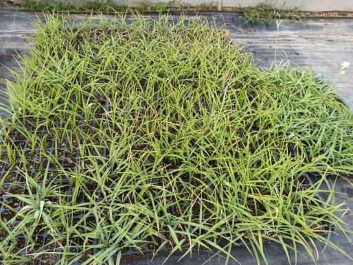 Name:  Smblteber (Polianthes tuberosa).jpg
Views: 744
Size:  73.7 KB