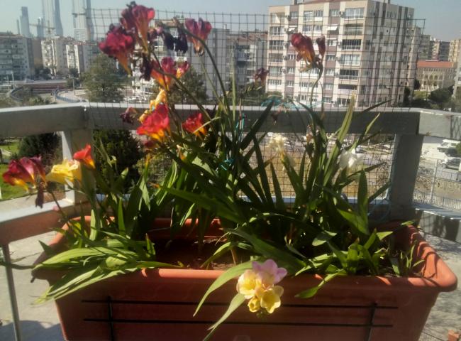 Name:  20210327_112236.jpg
Views: 267
Size:  60.9 KB