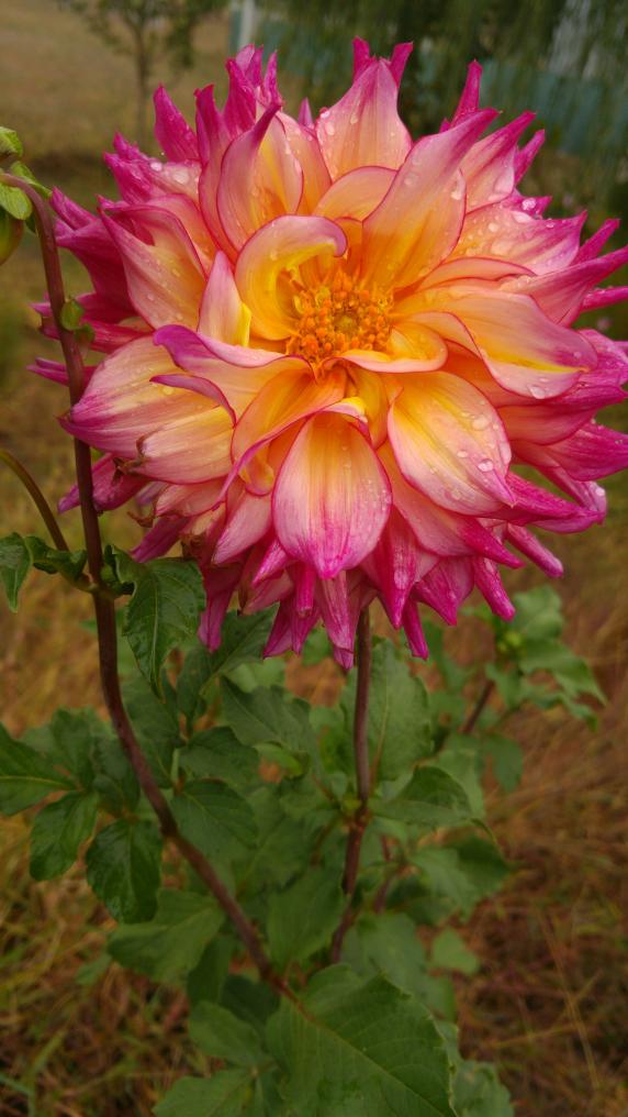 Name:  20211009_113230_copy_2241x3984.jpg
Views: 717
Size:  73.9 KB