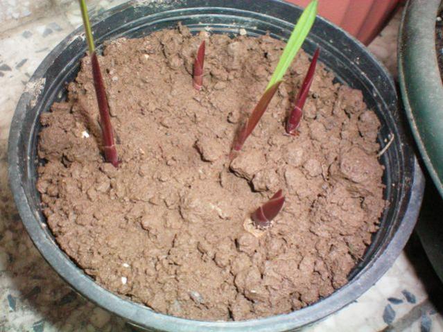 Name:  100_0061.jpg
Views: 2445
Size:  60.8 KB