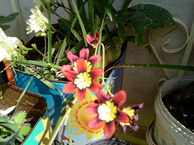 Name:  Photo-0470.jpg
Views: 4347
Size:  58.8 KB
